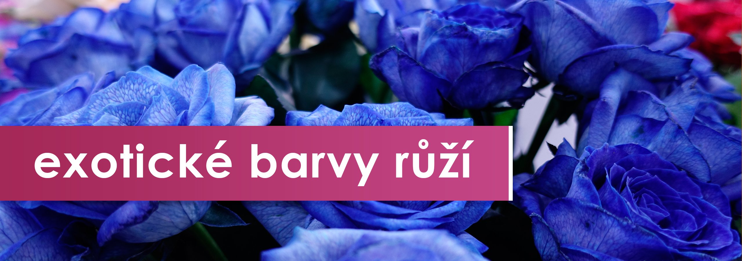 Exotické barvy růží | Darujte květinu Hradec Králové