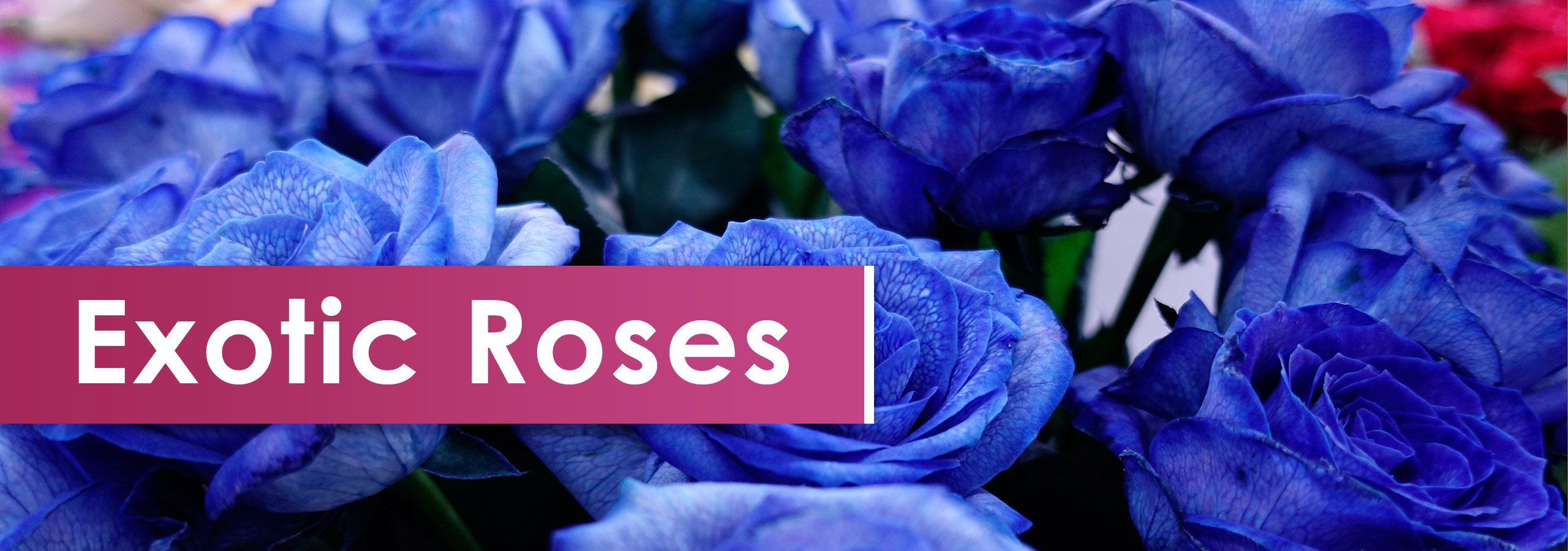 Exotic roses Exotic roses
